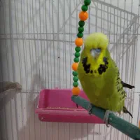 مرغ عشق انگلیسی نر