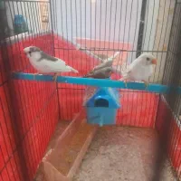 ۴ عدد فنج|پرنده|قرچک, پویینک|دیوار