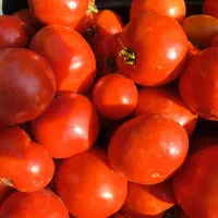 گوجه فرنگی ربی