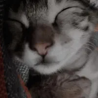 گربه نر 3ماهه