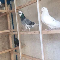 کبوترخال پیس ماده