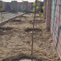 باغچه و باغ / چسب دیوارترانس برق ۱۰۰ متری بافت|فروش زمین و ملک کلنگی|شهریار, شهریار|دیوار