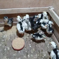 جوجه،مرغ،خروس
