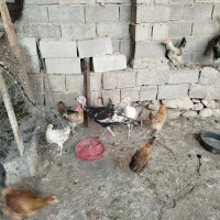 چهار عدد بوقلمون محلی|حیوانات مزرعه|بهبهان, |دیوار