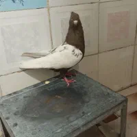 سرته قهوه ای|پرنده|خرم‌آباد, |دیوار