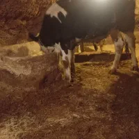 گوساله ماده سیمینتال