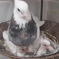 یه جفت نر و ماده  طوقی سرور|پرنده|قم, آزادگان|دیوار