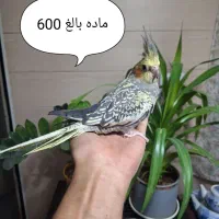 عروس هلندی و گرینچیک|پرنده|اندیشه, اندیشه فاز ۱|دیوار