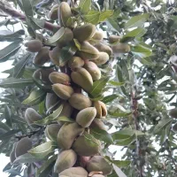 فروش نهال پربار و دیرگل باقری|خدمات باغبانی و درختکاری|زنجان, |دیوار