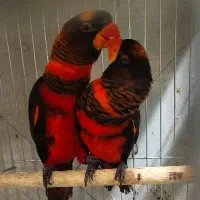 جفت مولد طوطی لوری