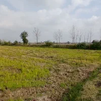 ۱۲۰۰۰mزمین کشاورزی مناسب شالیزارباغ کیوی/گلخانه|فروش دفتر صنعتی، کشاورزی، تجاری|خشکبیجار, |دیوار