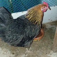مرغ تخم گزار