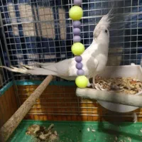 عروس هلندی البینو با تخم|پرنده|سیرجان, |دیوار