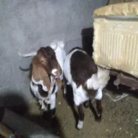 بز پاکستانی|حیوانات مزرعه|فریمان, |دیوار