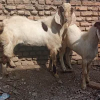 دوتا نر بز چاق|حیوانات مزرعه|گرگان, |دیوار