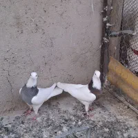 کبوتر طوقی جفت