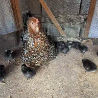 جوجه نژاد آمروک آمریکایی|حیوانات مزرعه|قائم‌شهر, |دیوار