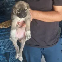 ماده سراب عراقی|سگ|هشتگرد, سعید آباد|دیوار