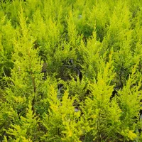 لاوسون|خدمات باغبانی و درختکاری|شیرود, |دیوار