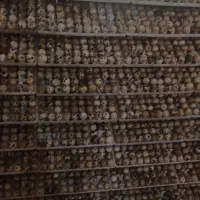 تخم نطفه دار بلدرچین|حیوانات مزرعه|خمینیشهر, |دیوار