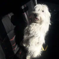 شیتزو خوشگل|سگ|اردبیل, |دیوار