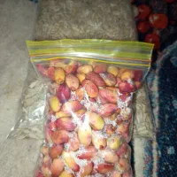 نواع لواشک .وسیفی جات و سبزی خشک و تازه وغیره  .|خوردنی و آشامیدنی|مشهد, مصلی (کارمندان اول)|دیوار