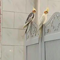پرنده گم شده