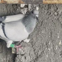 دوتا ماده سبز کرمونی هوایی قلدر|پرنده|تربت‌حیدریه, اندیشه|دیوار