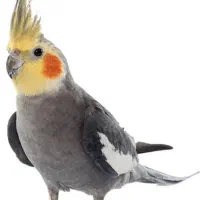گمشده دوتا عروس هلندی