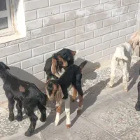 کهره بره شیری|حیوانات مزرعه|شیراز, کوشک بیدک|دیوار