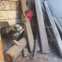 خروس محلی جوان