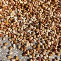 پسته پوک روابی خریدنقدی|خدمات باغبانی و درختکاری|رفسنجان, |دیوار