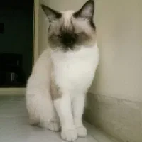 نژاد هیمالین|گربه|شاهرود, |دیوار