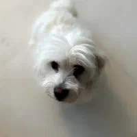 سگ نرعقیم شده،گمشده در بازقند