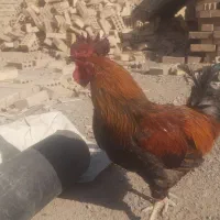 خروس و جوجه خروس