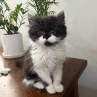 گربه پرشین ماده|گربه|رشت, جانبازان|دیوار