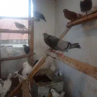 کبوتر پرشی و فوق العاده زیبا و خال قدیم|پرنده|ساری, |دیوار