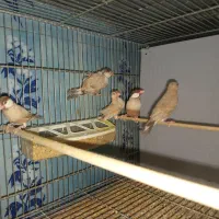 جفت نرگسی مولد با سه جوجه دوماهه|پرنده|تهران, دروازه شمیران|دیوار