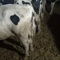 گوساله نر هولشتاین چاق