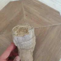 فسیل|کلکسیون اشیاء عتیقه|شیراز, باغ تخت|دیوار