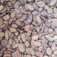 باقالی خشک|خوردنی و آشامیدنی|مشهد, فرخد|دیوار