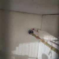 فنج بنگالی جفت تخم هم داره