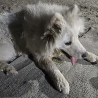 سگ سامویید قیمت توافقی|سگ|یزد, |دیوار