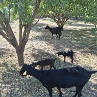 دو راس بز مورسیا اصل