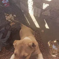 دوعددتوله به فروش میرسه به دلیل نداشتن مکان|سگ|سبزوار, رباط|دیوار