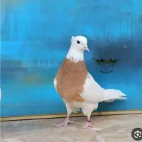 طوقی زرد نر گمشده