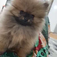 سگ پامر|سگ|محمدشهر, کوی بهار|دیوار