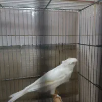 سره قناری وقناری نر سفید