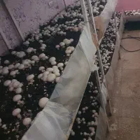 قفسه قارچ