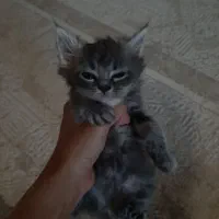 واگذاری بچه گربه